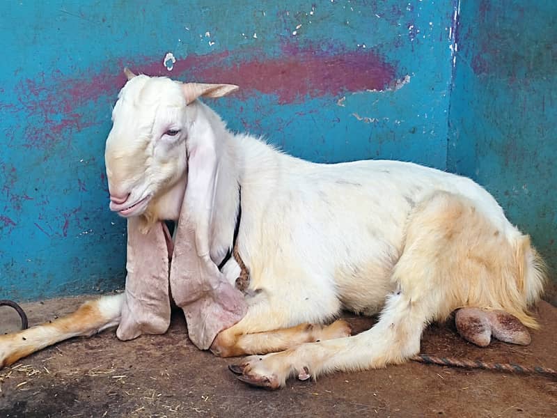 Gulabi Bakra / Goat Pair / بکرا | gulabi bakri | Qurbani bakra 8