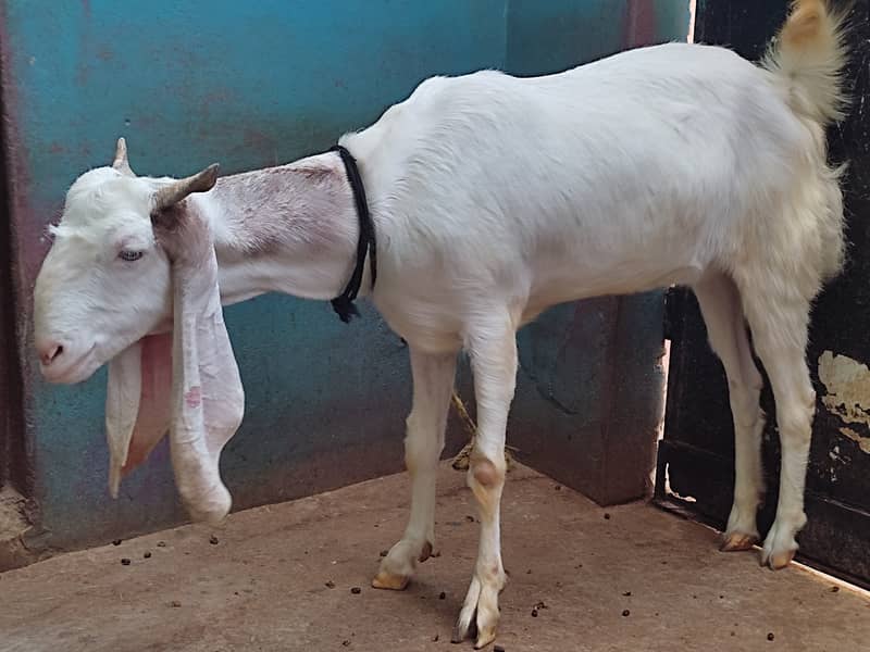 Gulabi Bakra / Goat Pair / بکرا | gulabi bakri | Qurbani bakra 10