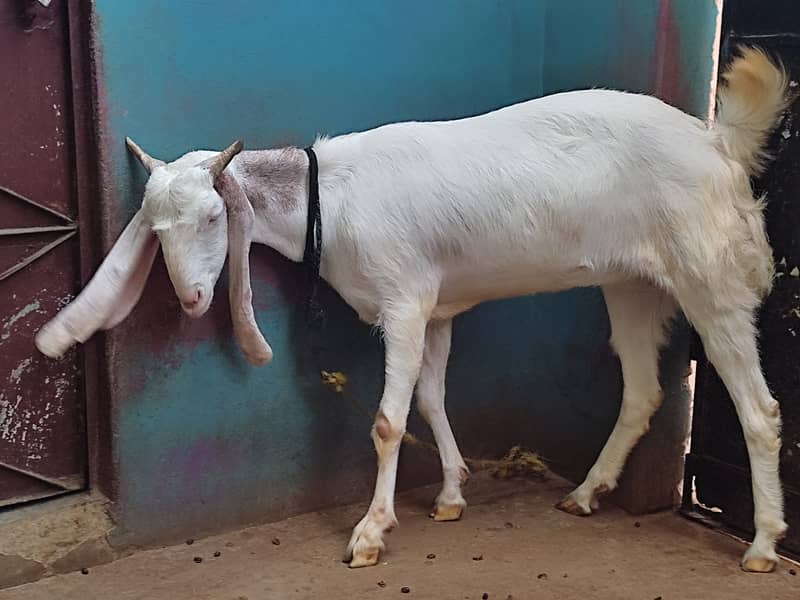 Gulabi Bakra / Goat Pair / بکرا | gulabi bakri | Qurbani bakra 12