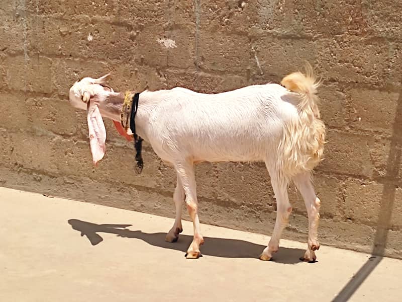 Gulabi Bakra / Goat Pair / بکرا | gulabi bakri | Qurbani bakra 14