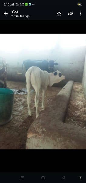 female  bachri 15 days age   for sale with cow freezan cross 5