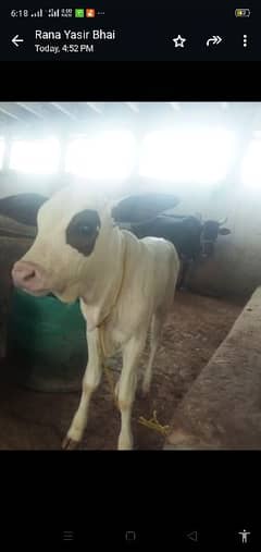female  bachri 15 days age   for sale with cow freezan cross