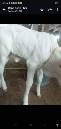 female  bachri 15 days age   for sale with cow freezan cross