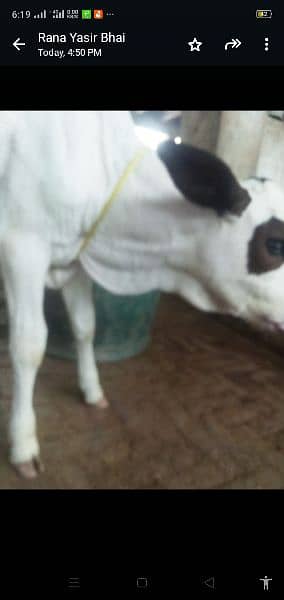 female  bachri 15 days age   for sale with cow freezan cross 6