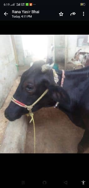 female  bachri 15 days age   for sale with cow freezan cross 7