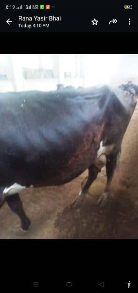 female  bachri 15 days age   for sale with cow freezan cross 8