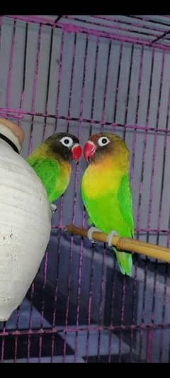 2 pair of love birds with cage