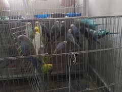 12 bujri parrot for sale home breed hai. healthy n active