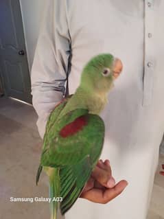 Pahari Parrot For Salw 0