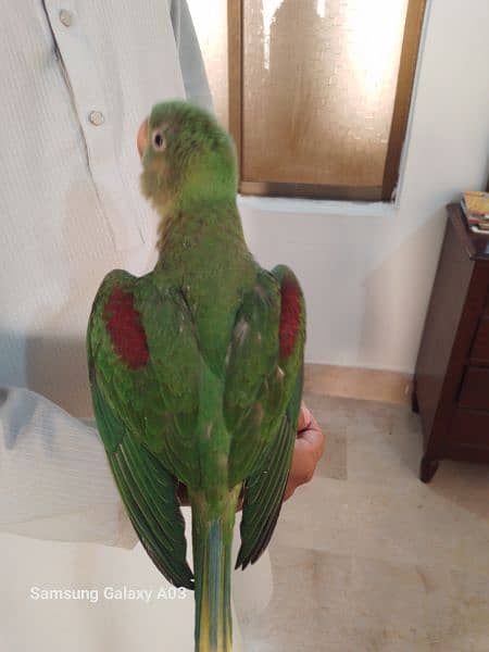 Pahari Parrot For Salw 1