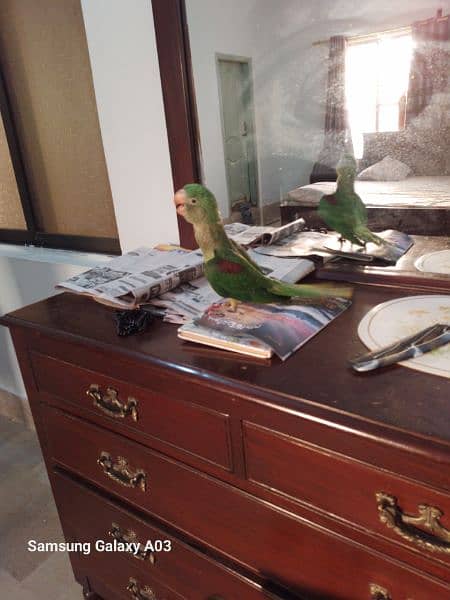 Pahari Parrot For Salw 2