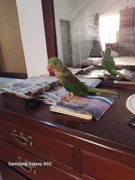 Pahari Parrot For Salw 3