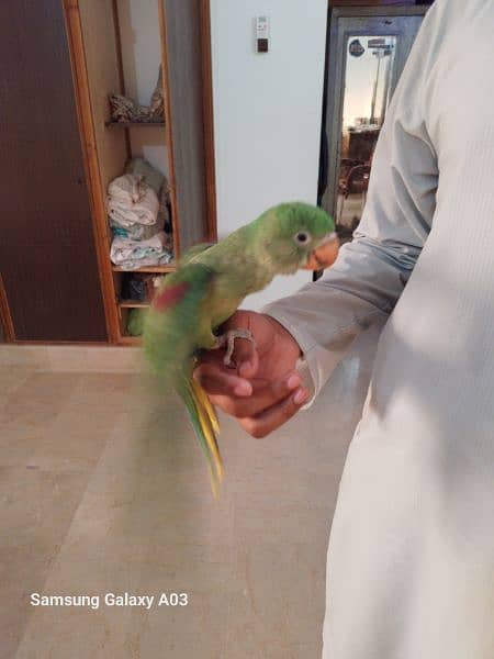 Pahari Parrot For Salw 4