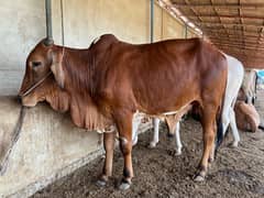 Affordable Qurbani Bulls | Cow | Bachia | Janwar | Bachra
