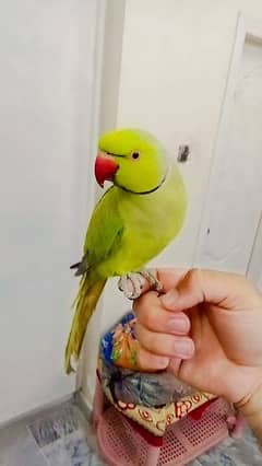03435131048 Green ringneck male handtame parrot full jumbo size