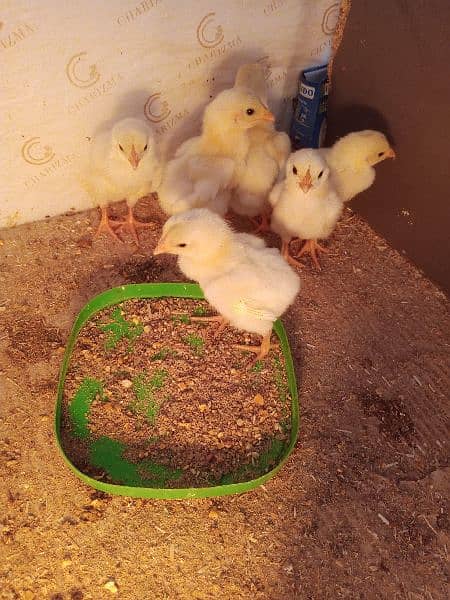 paper white Pure German shamo chicks 1