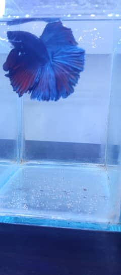 Betta fish pairs for sale