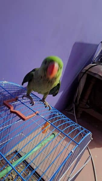 kashmiri pahari raw parrot 2