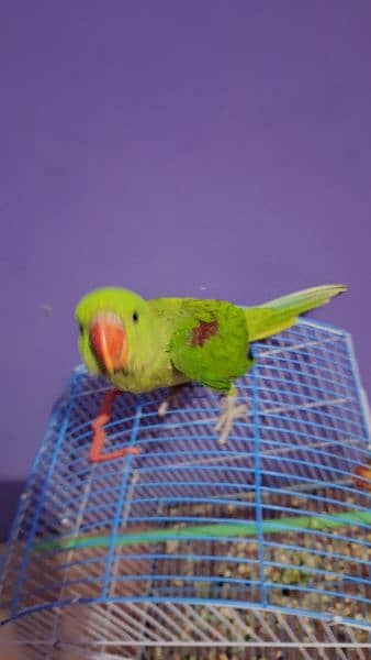 kashmiri pahari raw parrot 3