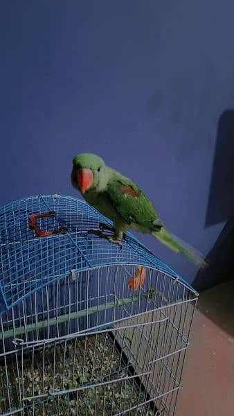 kashmiri pahari raw parrot 4