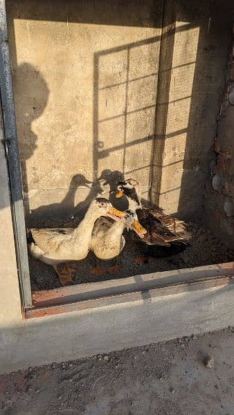 2 breeder ducks pair 3