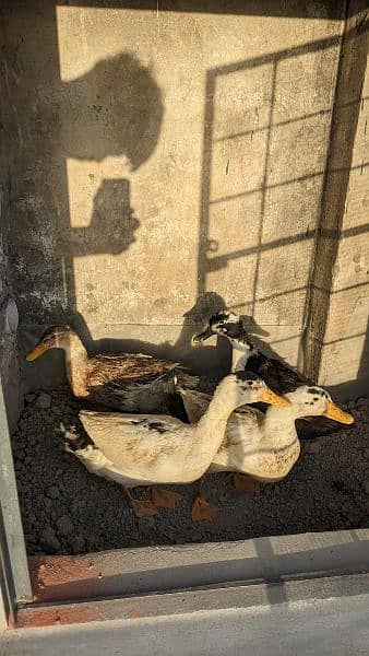 2 breeder ducks pair 5