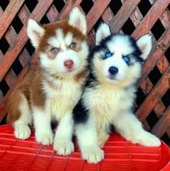 Siberian husky puppies for sale 0