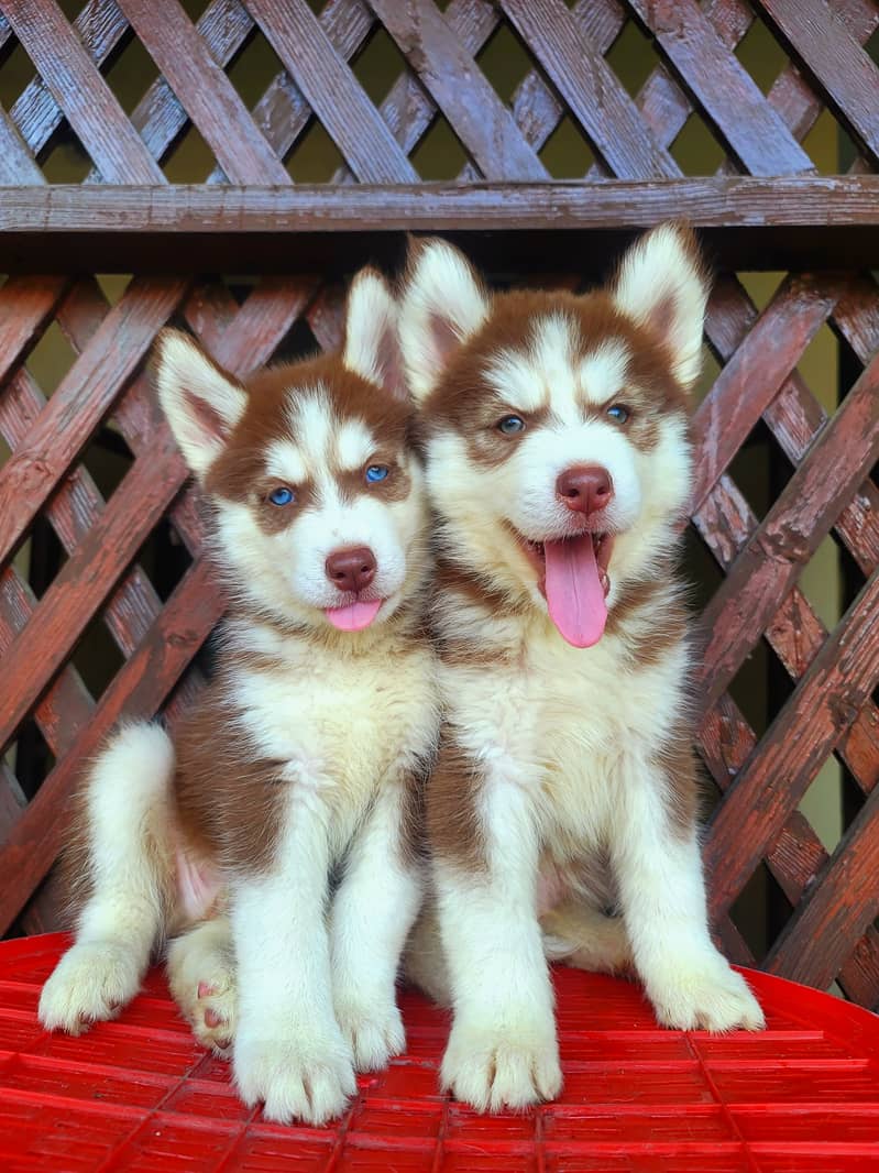 Siberian husky puppies for sale 1