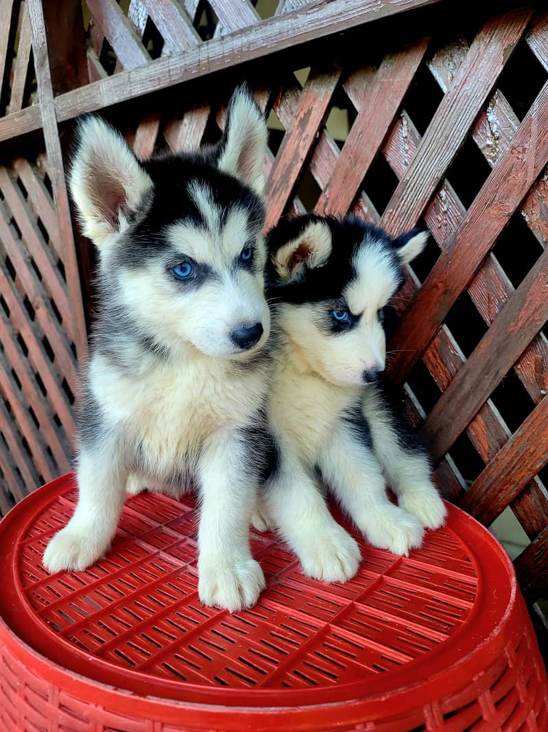 Siberian husky puppies for sale 5