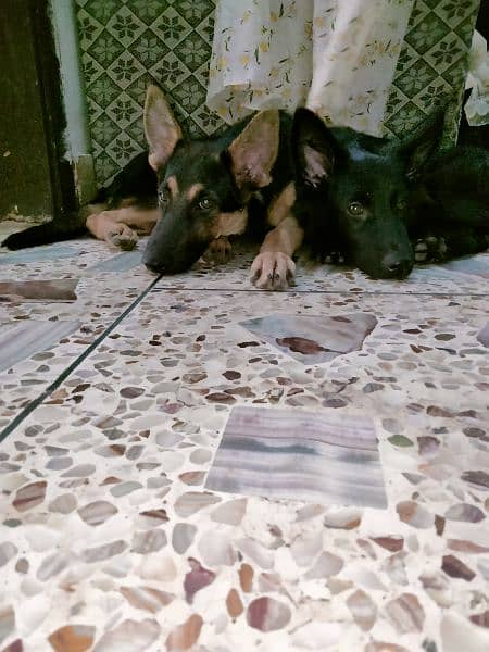 GSD pair for sale on urjent basis 3