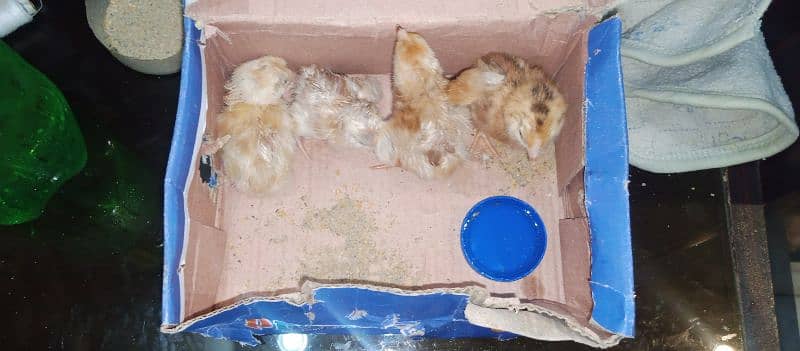 RIR chicks|Astrolorp Chicks available for sale 4