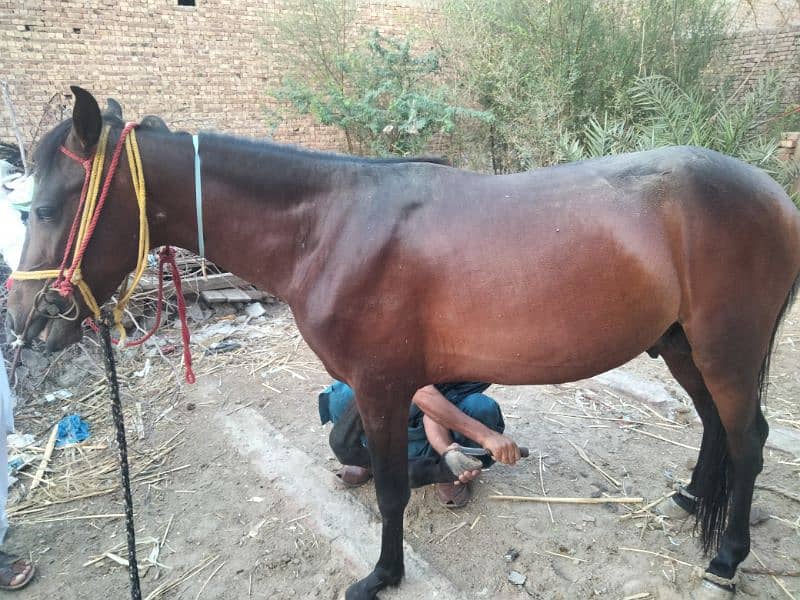 horse for sale 1