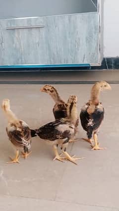 Aseel chicks are available for sale