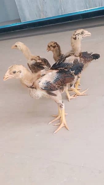 Aseel chicks are available for sale 4