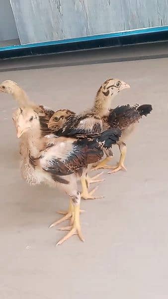 Aseel chicks are available for sale 6