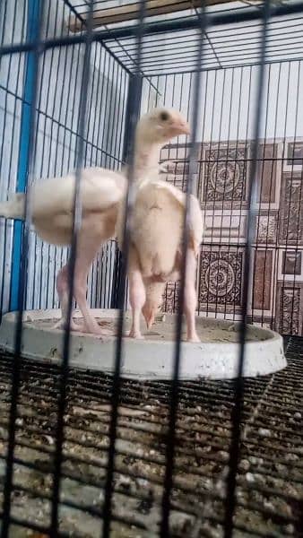 Aseel chicks are available for sale 8