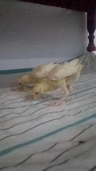 Aseel chicks are available for sale 13