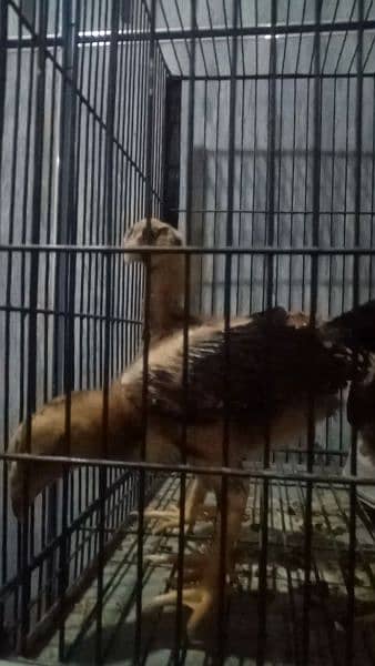 Aseel chicks are available for sale 14