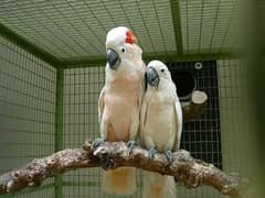 macaw parrot 03086272747 grey parrot cockatoo parrot chicks