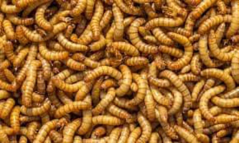 MealWorms 1