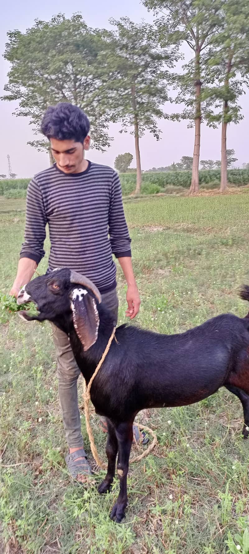 goat / goat for sale / bakra /  balck goat 14