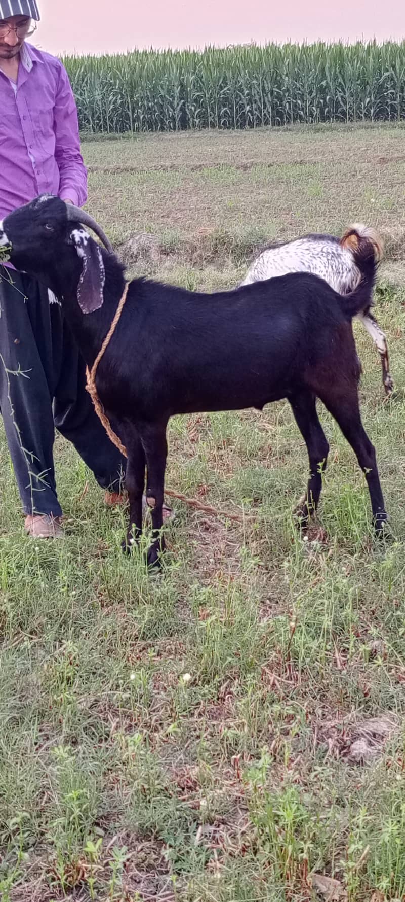 goat / goat for sale / bakra /  balck goat 16