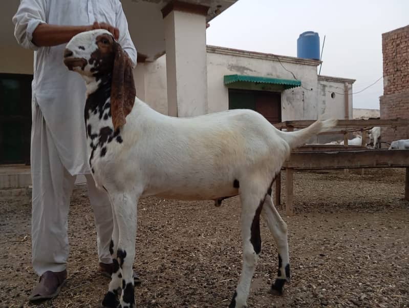 Qurbani k Bakray 2024 2