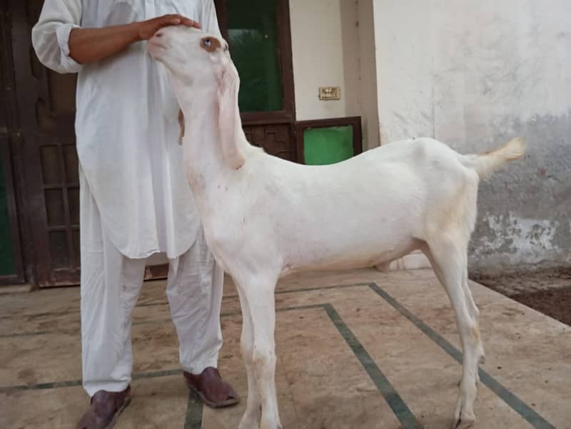 Qurbani k Bakray 2024 7