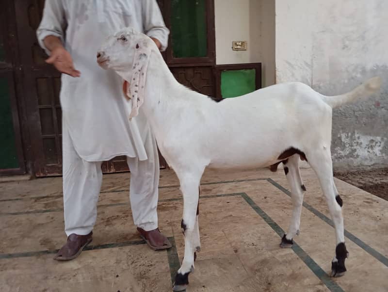 Qurbani k Bakray 2024 8