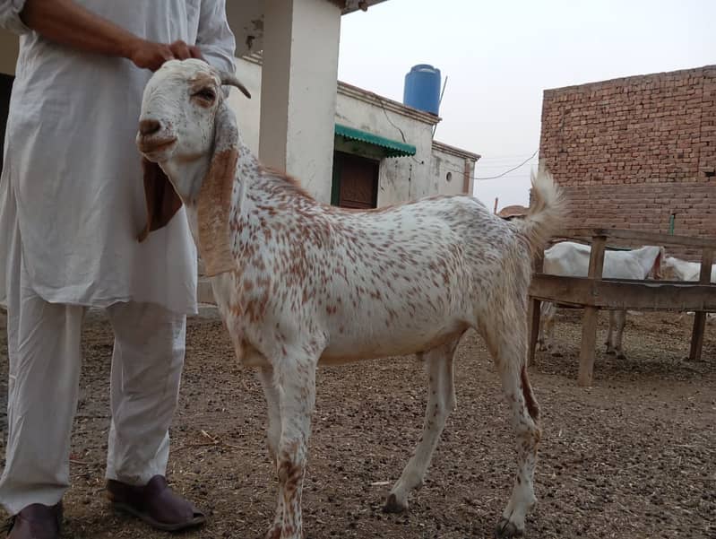 Qurbani k Bakray 2024 10