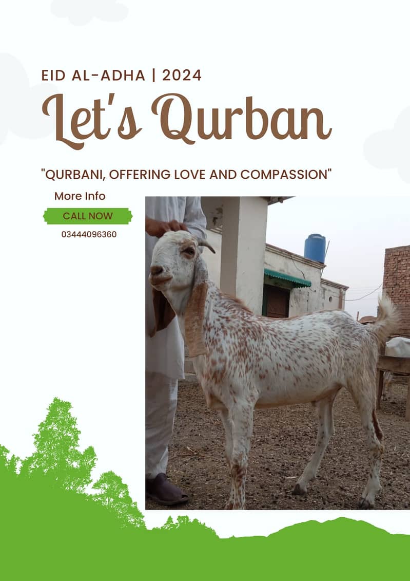 Qurbani k Bakray 2024 13