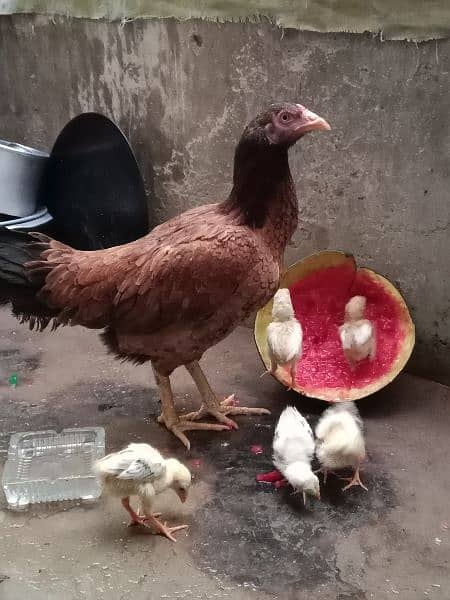 jawa or white aseel chicks for sale 0