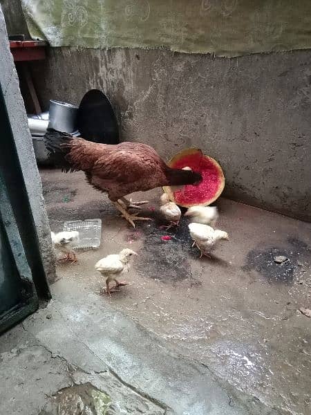jawa or white aseel chicks for sale 2