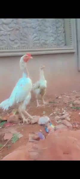 jawa or white aseel chicks for sale 6